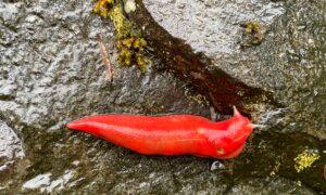 The Return of the Giant Pink Slug: A Symbol of Australia’s Bushfire Resilience